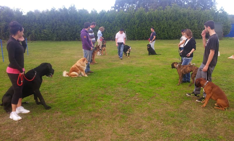 Actividades con perros en Pontevedra