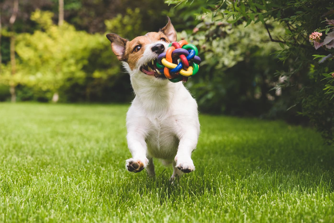 Expertos en adiestramiento canino en Pontevedra