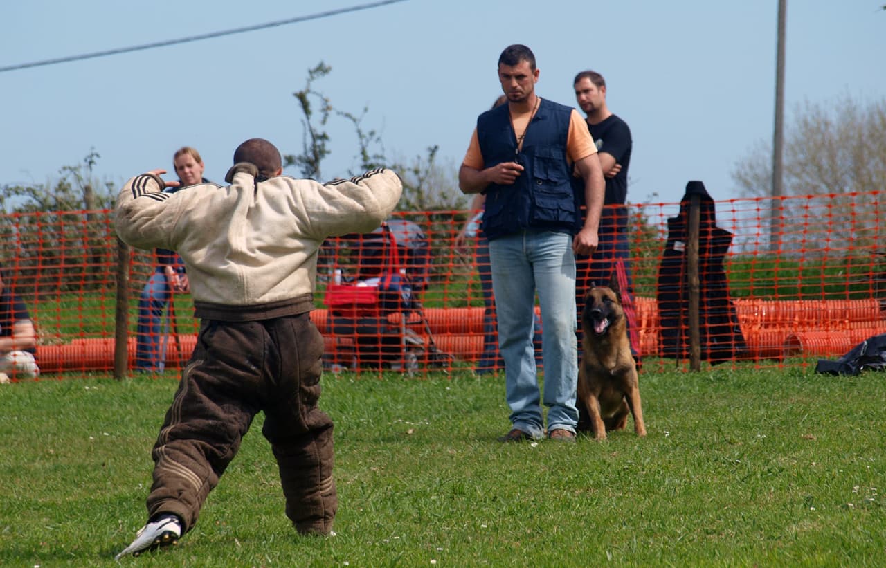 Actividades con perros en Pontevedra