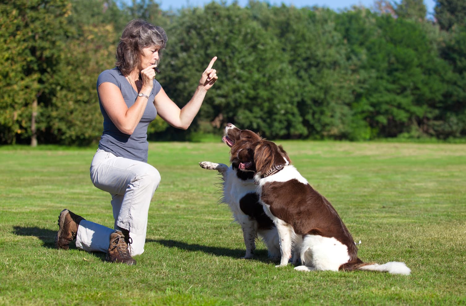 brumoso T fax Adiestramiento Canino Unioncan