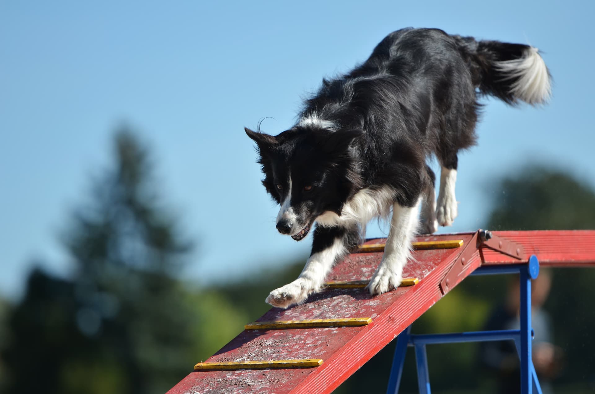 Deportes y actividades con perros en Pontevedra