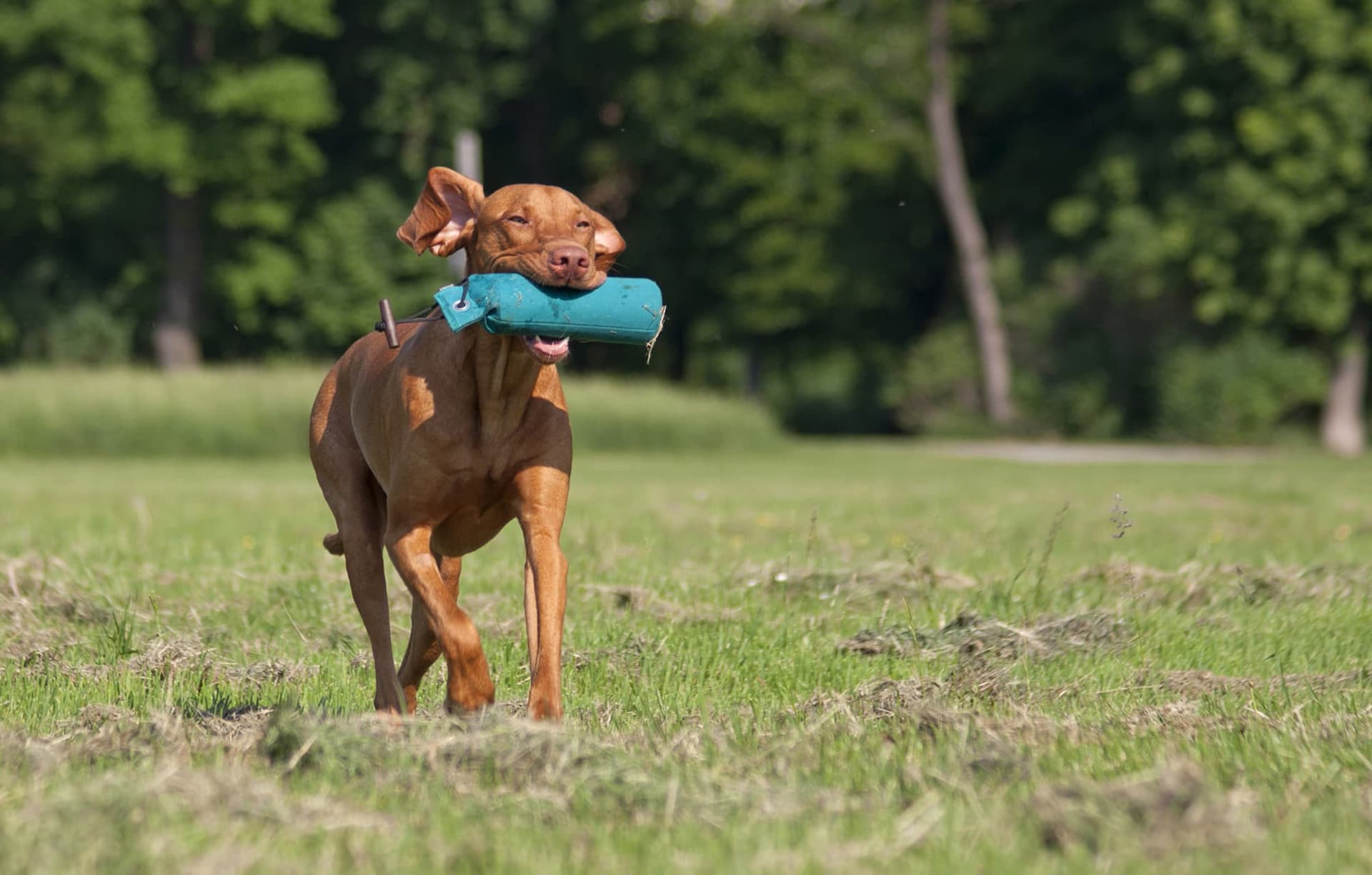 Adiestramiento básico de perros en Unioncan