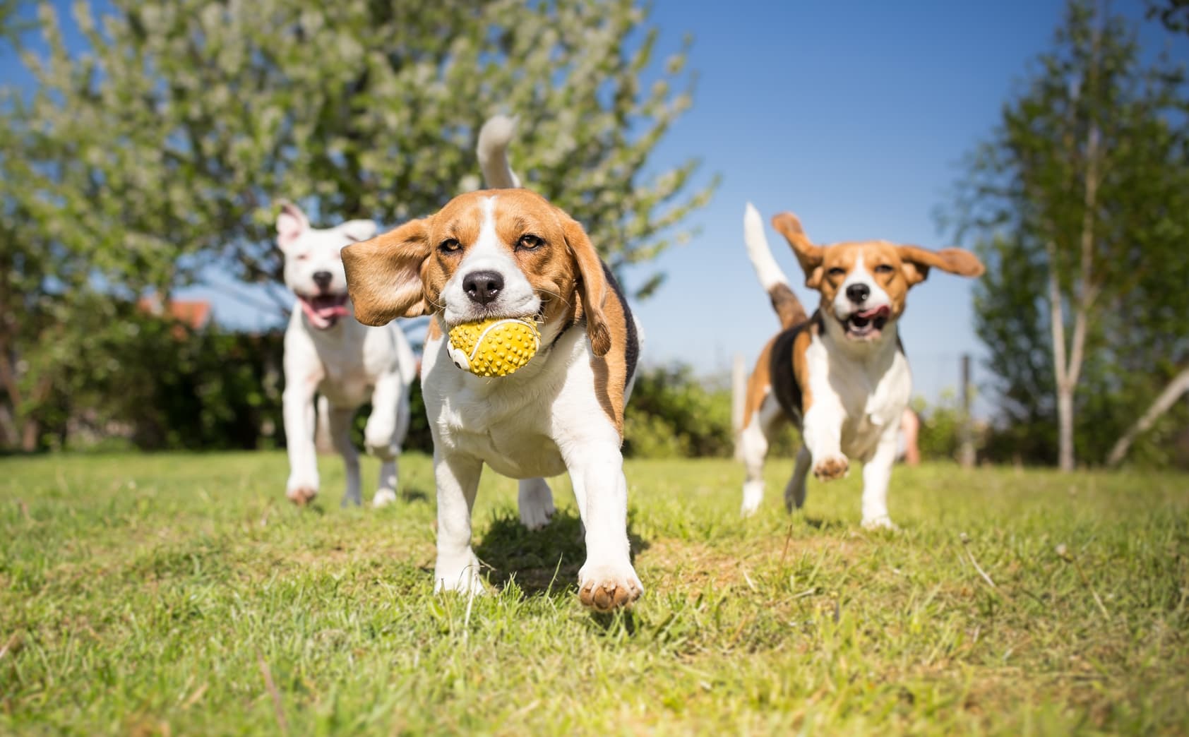 Adiestramiento de Cachorros en Pontevedra