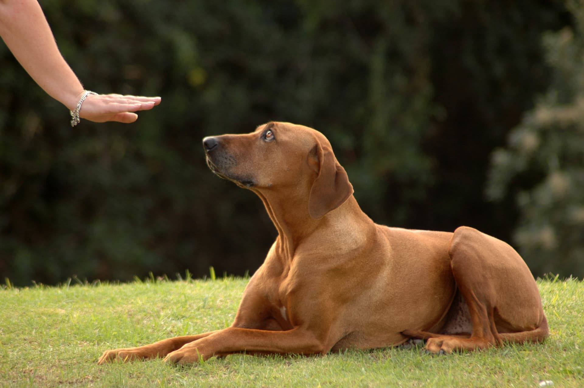 Adiestramiento específico para perros en Pontevedra