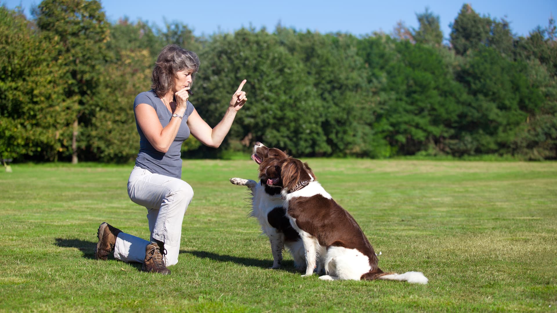 Adiestramiento avanzado para tu perro