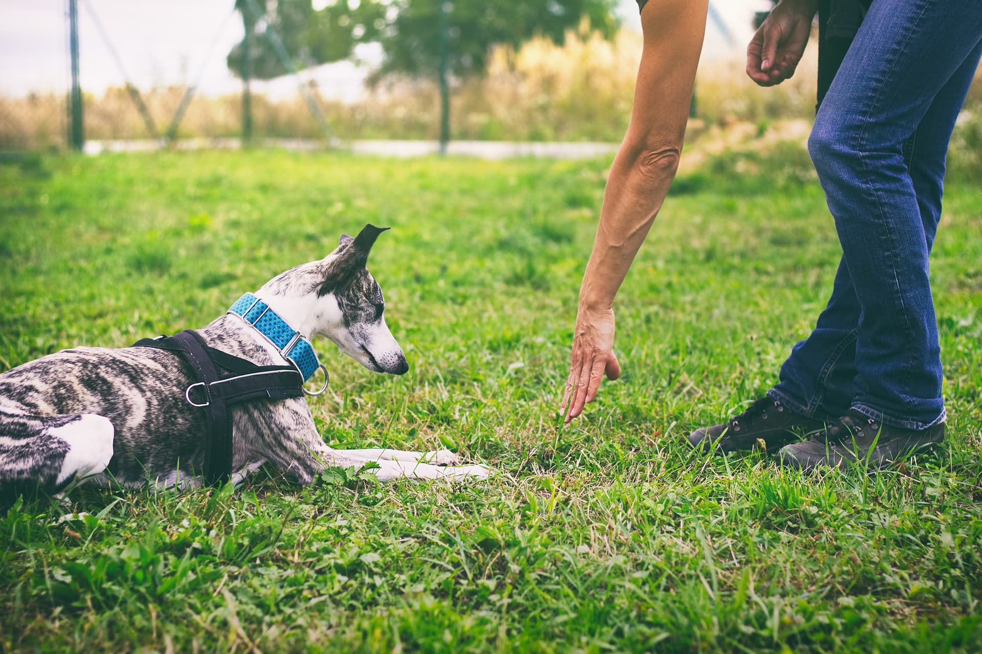 Curso de adiestrador canino profesional en Unioncan