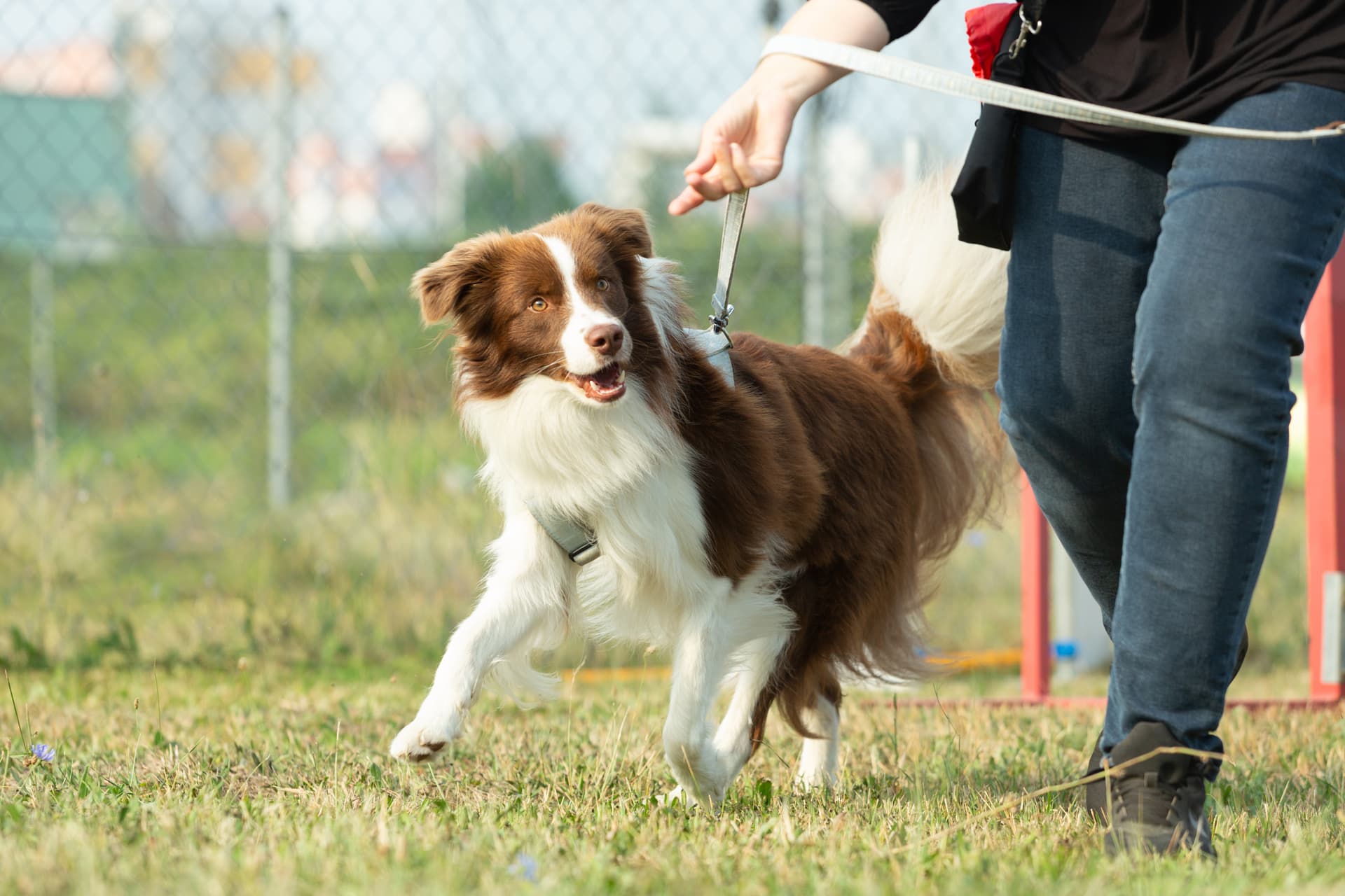 Terapias de modificación de la conducta para perros en Pontevedra