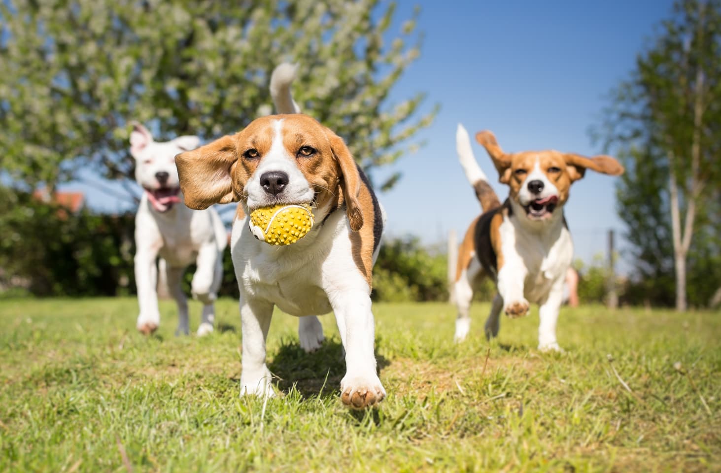 Adiestramiento de cachorros