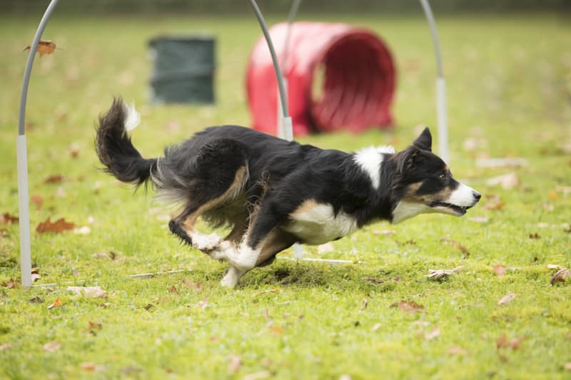 Actividades deportivas para perros