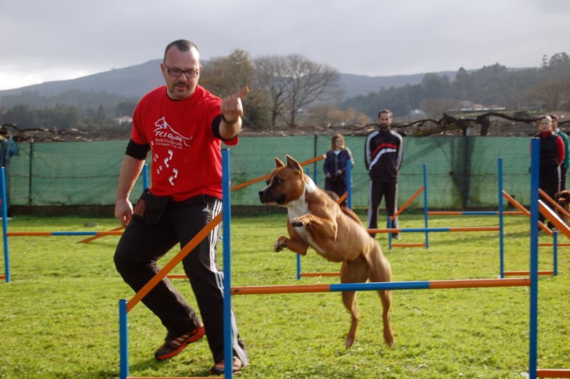 Adiestramiento de perros