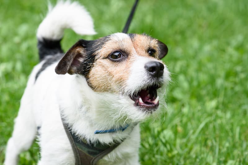 Corrección de conducta canina en Pontevedra