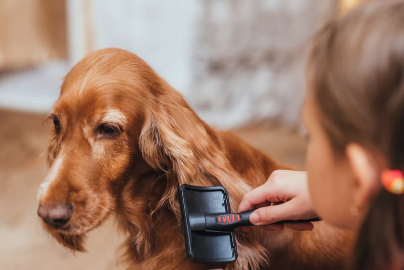 Corrección de conducta canina en Pontevedra