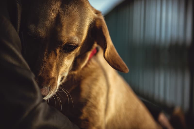 Corrección de conducta canina en Pontevedra