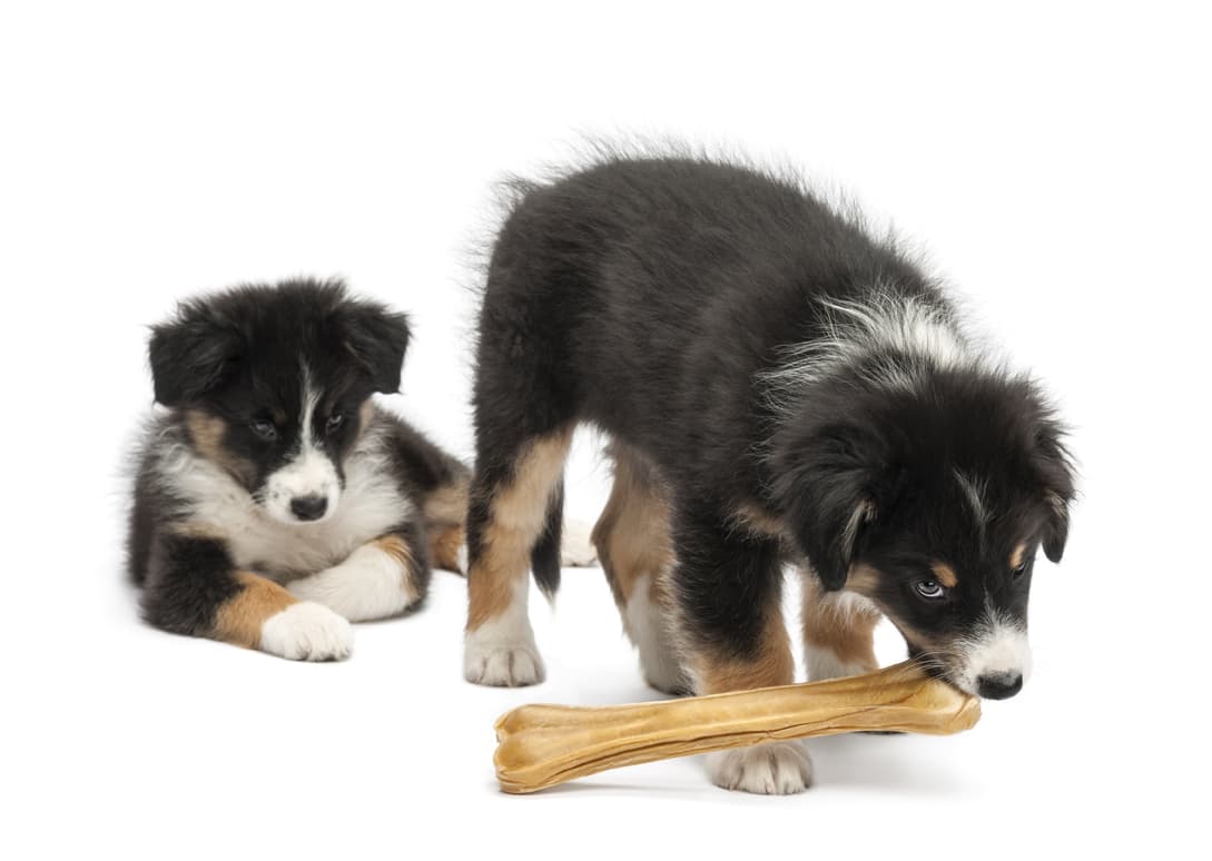 Expertos en adiestramiento canino en Pontevedra