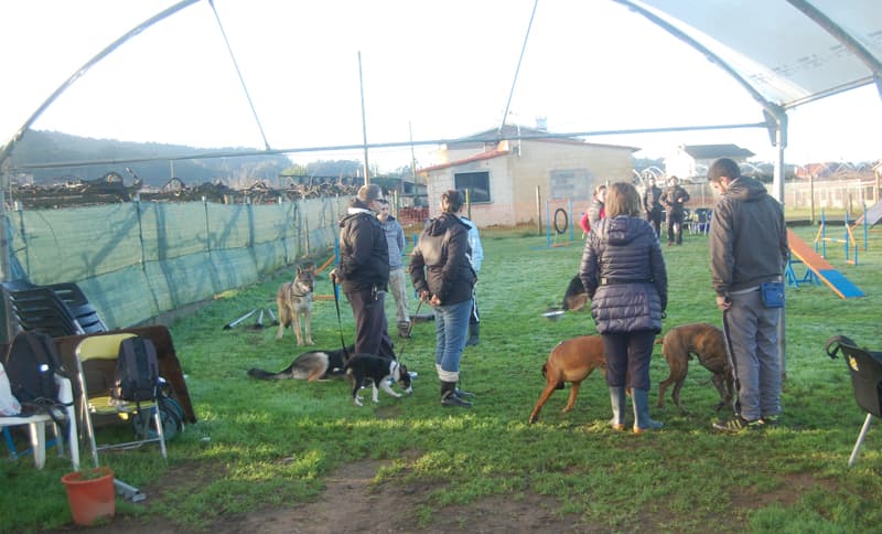 Actividades con perros en Pontevedra