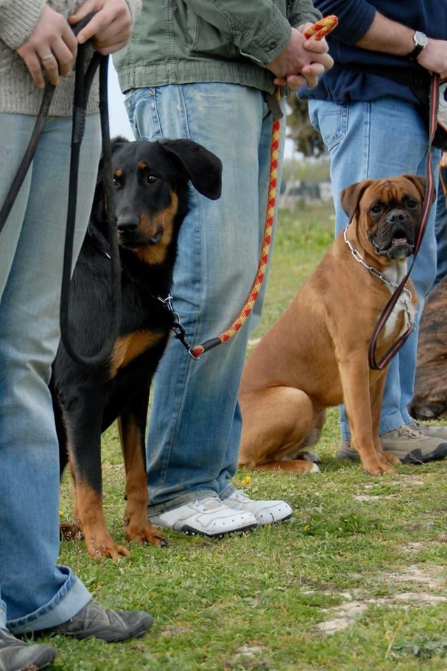 Profesionales del adiestramiento canino en Pontevedra